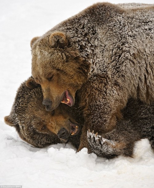 loveforallbears:  Now that’s a bear-knuckle brawl! Ferocious grizzly siblings bare teeth and use judo-like moves while play-fighting in snow