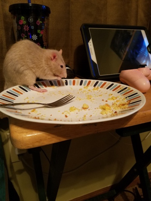 ratadventures:He’s a thief!