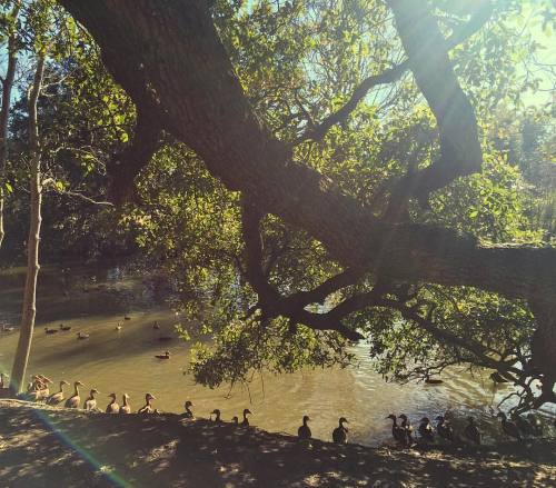 Audubon Park in Uptown. New Orleans, Louisiana. February 2016.・For optimal photo quality, view the g