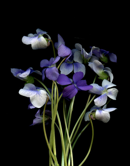 prettylittleflower:55903.01 Viola odorata by horticultural art on Flickr.