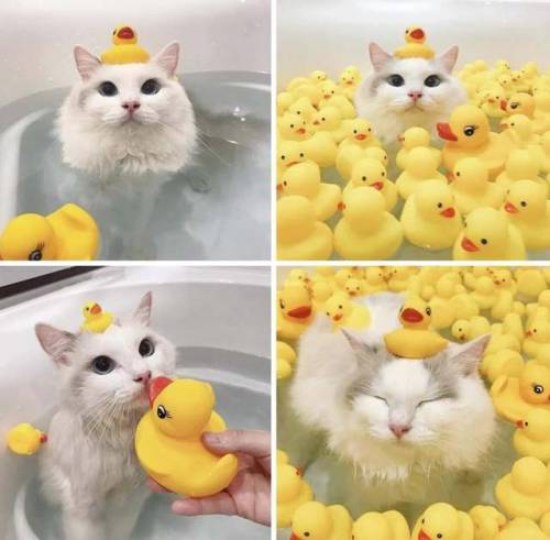 everythingfox:Don’t ask about the ducks