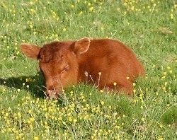 funflowur:Cute cow appreciation post.