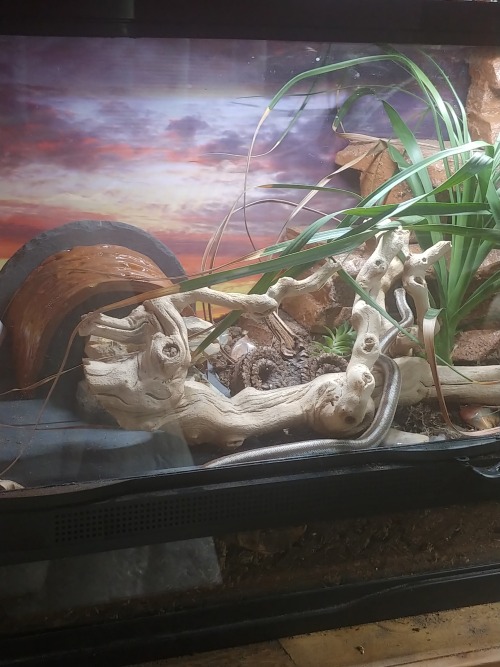 More pictures of Mesa, because now I like his enclosure He has found his own hide - by burrowing und