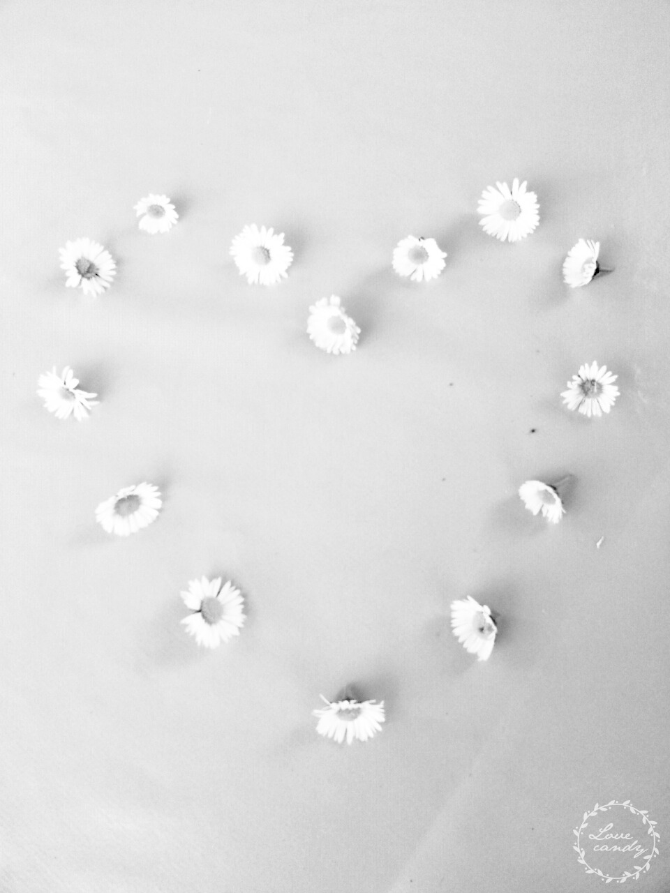 A Little Wallflower.