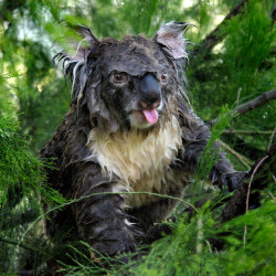  This koala was sleeping in a tree when it was rudely awakened by a gardener who decided to water his trees.  Picture: MATTHEW GRAHAM WILKINSON / CATERS NEWS 