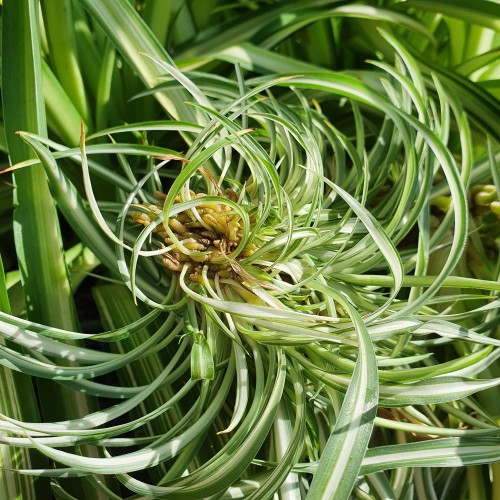 Here We Have My Spider Plant. The First Houseplant I Ever Owned. I've Had Her For Almost A Decade Now