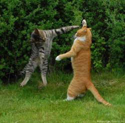 animal-factbook:  Cats attempting to ballroom