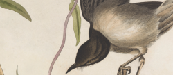 paintingses:  Northern Mockingbird (details) by John James Audobon (1785-1851)ink on paper, 1830