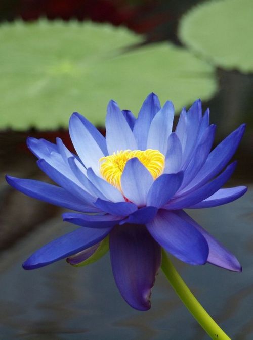 Nilotpala, the blue water lily, symbol of Bhumi the Earth Goddess