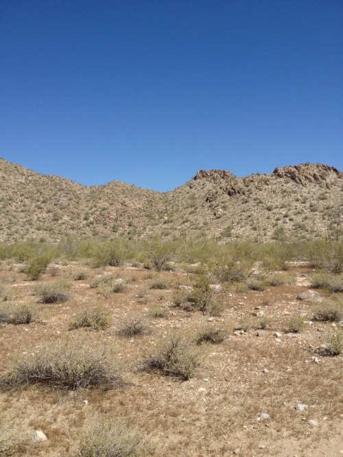 qtaroqhoji: mtberaz:  Ridin in the AZ…..  西部劇で見るあの蛇が居る！ て、大阪でもちょと郊外に入ったら蝮に注意いう看板ありますけどね。