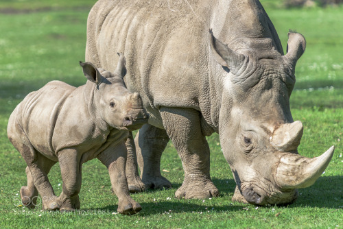 kohalmitamas:Baby Rhino with Mom by Gerald_H