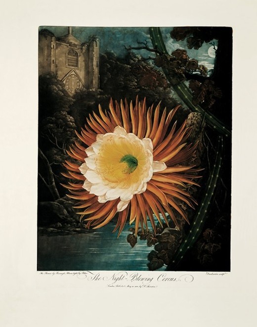 2headedsnake:  Robert John Thornton, ‘The Temple of Flora’, 1799 Paintings by
