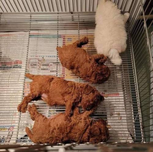 donnerpartyrockers:fried chicken and mashed potatoes 