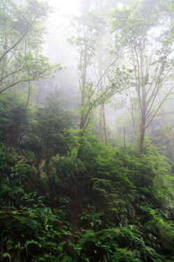 bright-witch:  Oregon Coast, photographed by me. 