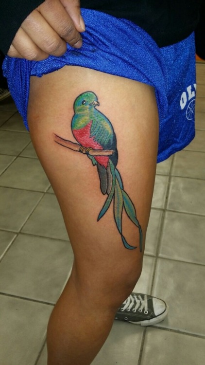 Guatemala state bird done as a tattoo  Quetzal tattoo Tattoos Red ink  tattoos