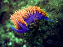 the-pandemonium-pixie: Sea slugs. Otherworldly, beautiful, and possibly the inspiration for one or two Pokémon!