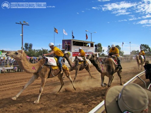 letsgowild:  Camel racing is a popular sport in Pakistan, Saudi Arabia, Egypt, Bahrain, Jordan, Qata
