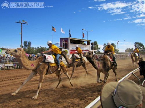 letsgowild: Camel racing is a popular sport in Pakistan, Saudi Arabia, Egypt, Bahrain, Jordan, Qata