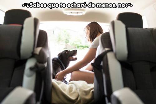 chicles-bomba:   La historia de Duke. Un perro desahuciado.   Por motivos de la vida, motivos que no podemos entender,  que simplemente no tienen explicación.  Existen miles de historias como la de él. Demasiado dolorosas, demasiado irreales. De