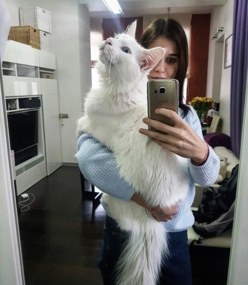 k0zume-kenmas:cumbler-tumbler:zooophagous:catsbeaversandducks:Tihon The Giant Cat “Please