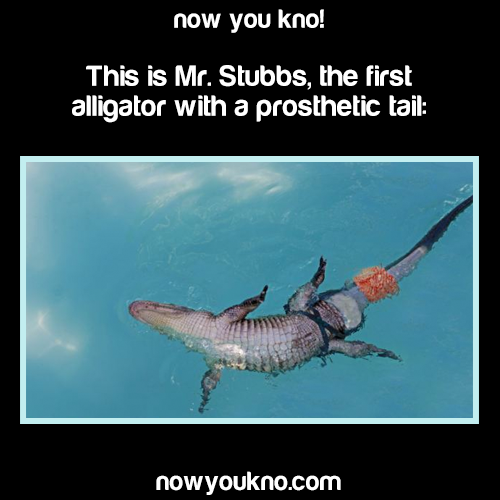 wandererindisguise:  nowyoukno:  Source for more facts like this follow NowYouKno  im mind blown 