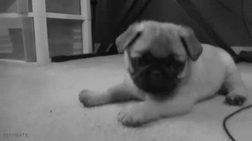 thebabyanimals:  beautiful blog full of baby animals!