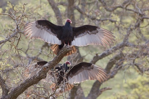 birdsandbirds: Turkey VulturesLeesville RdColusa Co, CA