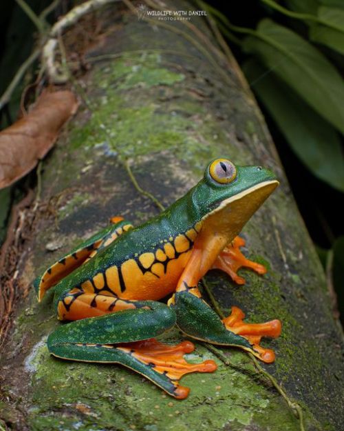 Sylvias Tree Frog(Cruziohyla Sylviae), Family Hylidae, Costa Rica