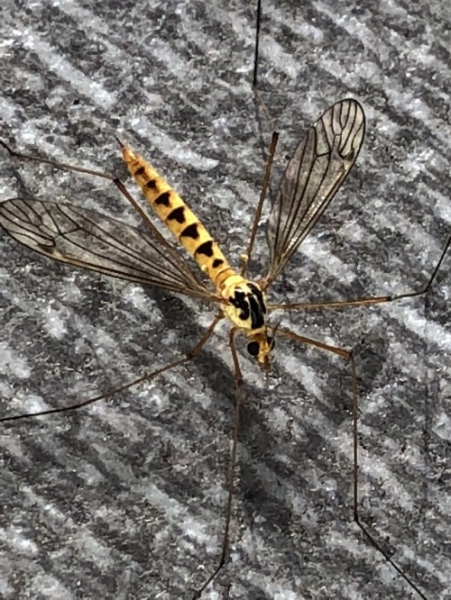 “Hi there! Was wondering if you can help indemnify this insect. It’s quite big. About 4-5 cm. Thank 