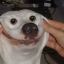 soyboysauce