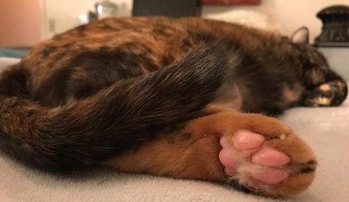 The orange foot and pink toes of Pip(submitted by @thee-mightee-kittens)