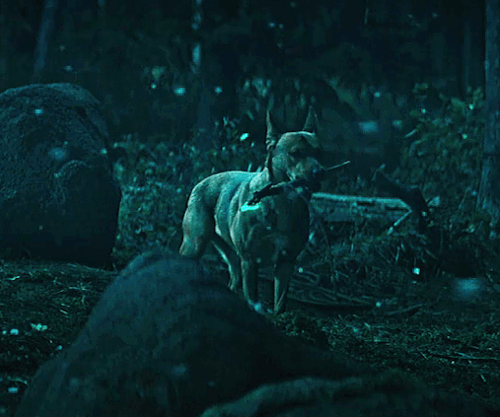 tommyhwtt:  “Not every smart creature is easy to train.” Sarii in Prey (2022)   I love how they used a Carolina dog for the movie because Carolina dogs are one of the few pre colonization American breeds to survive to the present day.