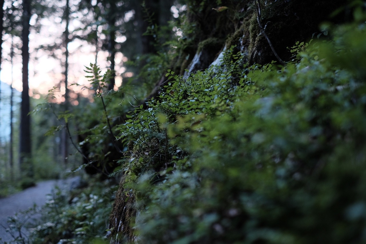 tristanconorholden:  A walk through the forest at dusk.
