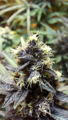 chillstoners:  High x Life