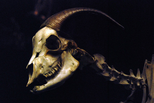 skullandbone: goat by cform on Flickr.