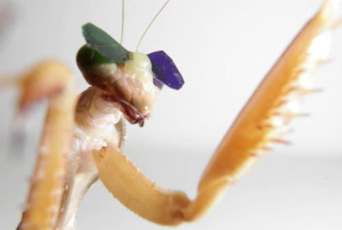 raisedbyhyenas:pipistrellus:mentalflossr:Scientists Create Tiny 3D Glasses for Mantises#pip this pic