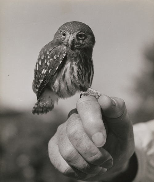 arsvitaest:Ralph Crane, Pygmy Owl, 1950