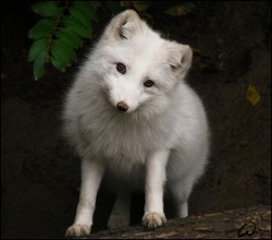 dehanginggarden:  Arctic fox, casting for