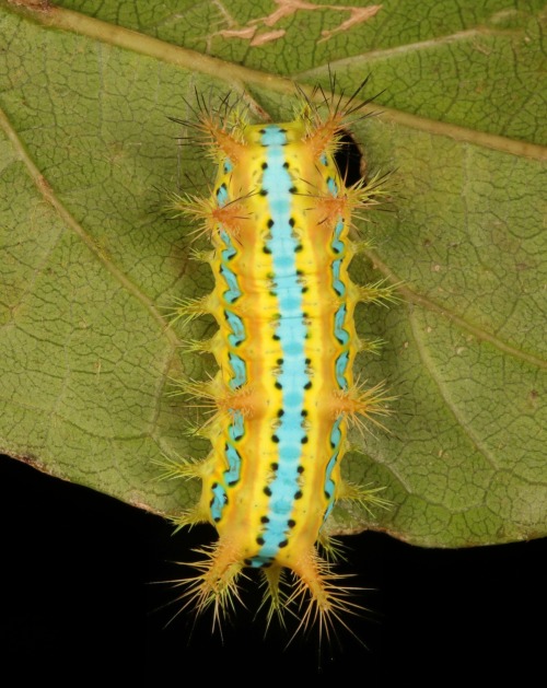 Stinging Nettle Slug Caterpillar (Cup Moth, Setora postornata, Limacodidae)