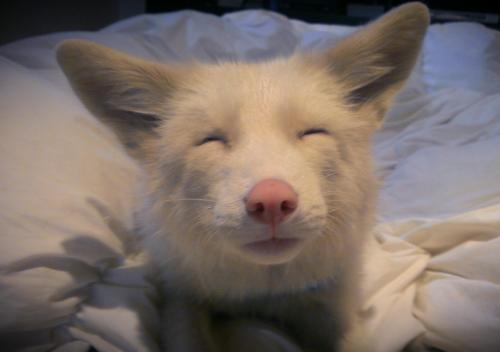 livingwithfoxesblog: Too sleepy to keep his eyes open. He’s such a morning fox! 