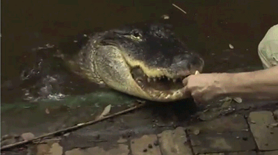 Florida Man Raises His Pet Gator on Pizza and Chips Ahoy!