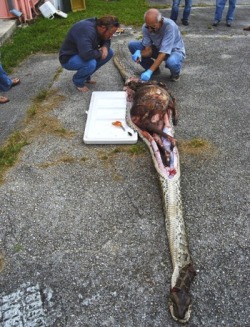 Python Swallowed A Deer