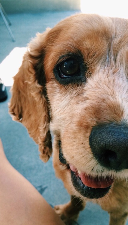 actualdogvines:  This is Brownie after a haircut and she is a cocker spaniel. She enjoys to bark and search for squirrels especially when you ask her “Where’s the squirrel Brownie?”. (submitted by omggerry96)