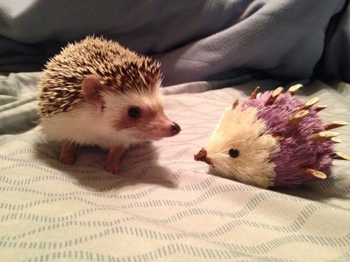 valentinethehedgehog:This looks nothing like me.