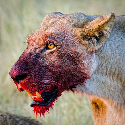 wellhellotello:  fckingmajeliblood:  so-much-hilarity:  I keep having to remind myself that it’s the lionesses that do the hunting and killing and get their faces soaked in blood I mean is there a more badass animal    the king of the jungle in the