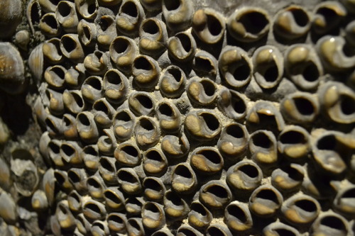 makemesmile30:The Shell Grotto in Margate; A cave that is completely covered with shells. It was so 
