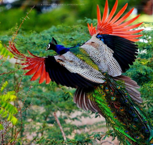 fairy-wren:
“ (via 500px / Handsome or Beautiful? by Ravindran Rajan)
*Indian Peafowl
”