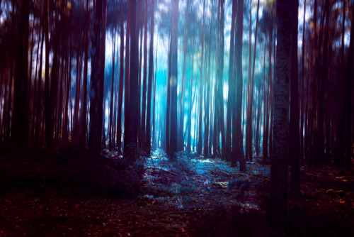 forest light II by kokoszkaa