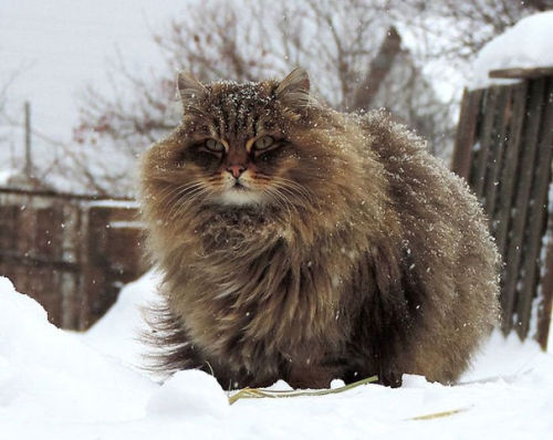 boredpanda: 20+ Of The Fluffiest Cats In The World