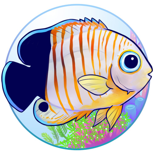 Dwarf Saltwater AngelfishIf you wish to keep these beauties, make sure they’re reef safe. The dwarf 